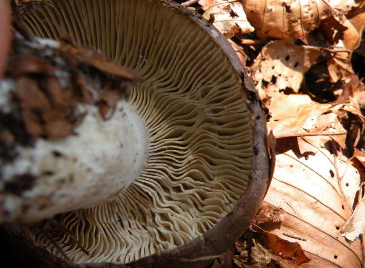 Portate pazienza: Tricholoma?